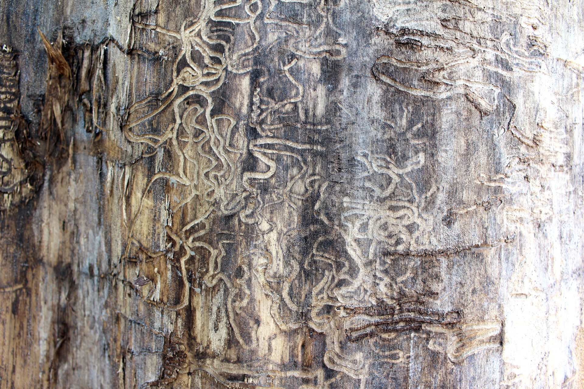 termite_tracks_tree_damage