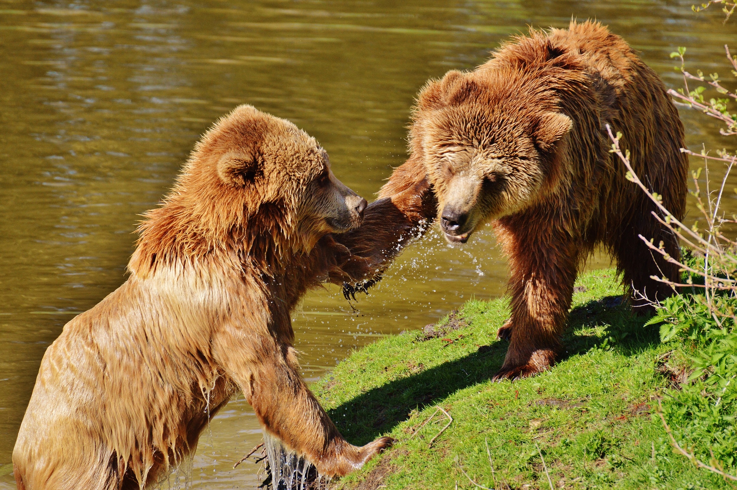 bear_wildpark_poing_play