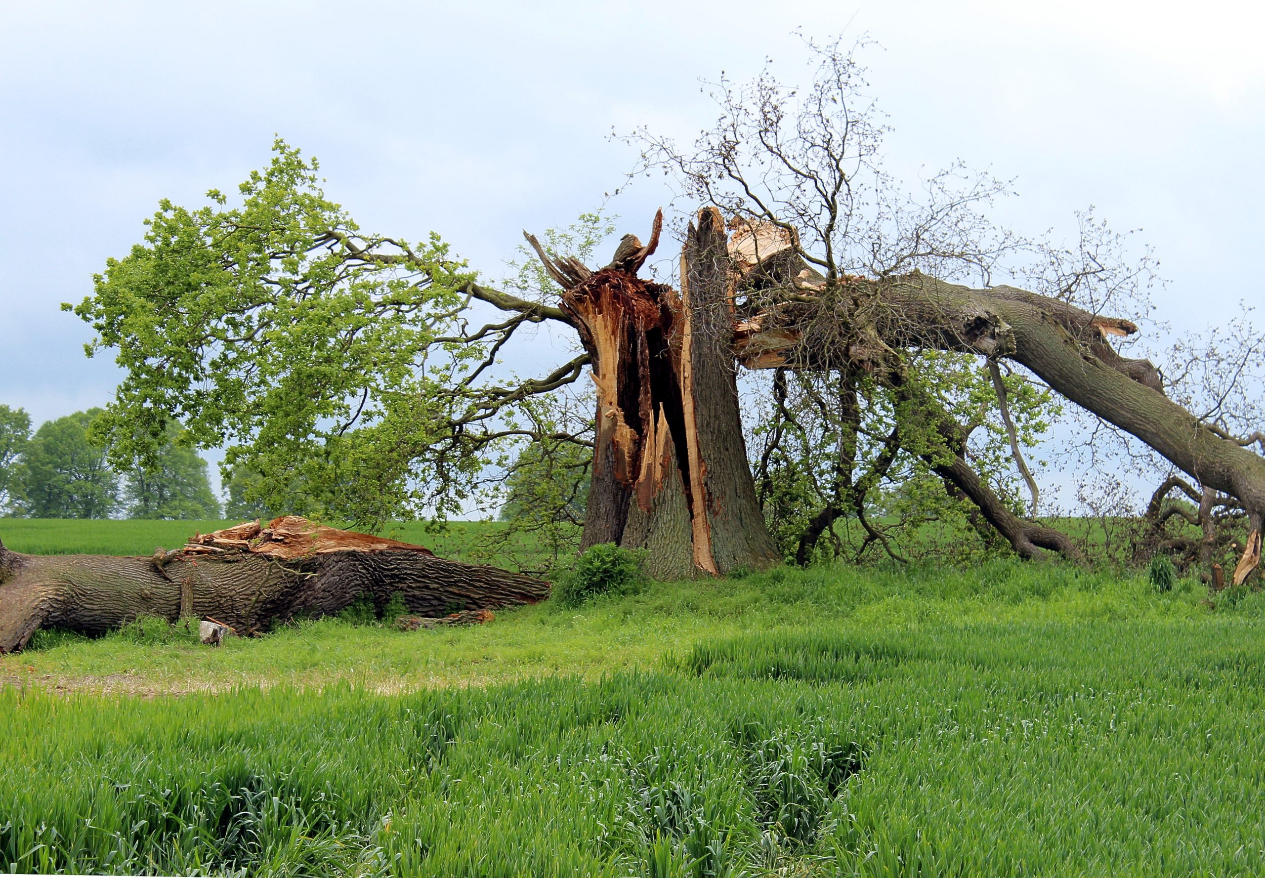 storm_damage_oak_tree-scaled