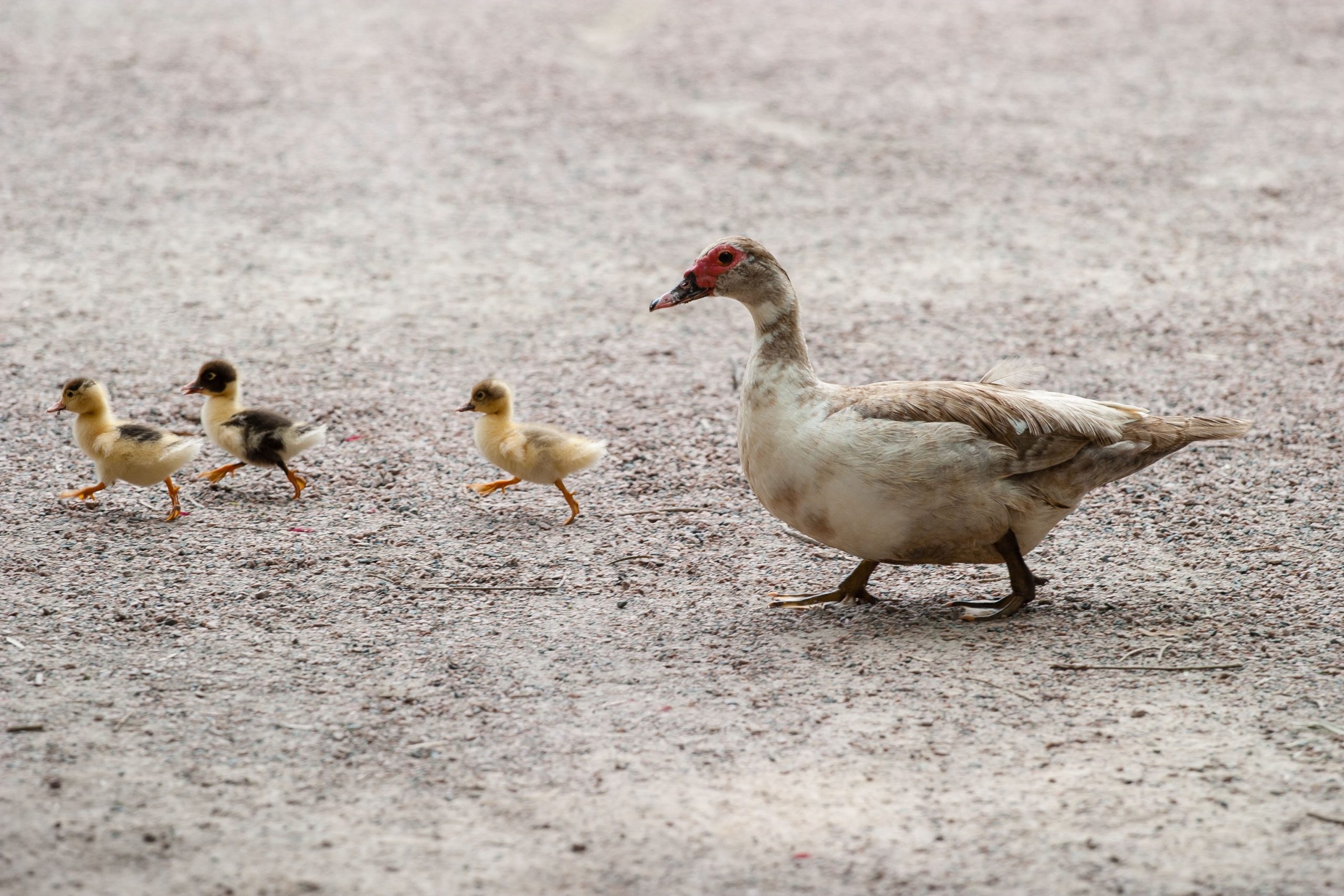 ducks_duck_duckling_bird-scaled