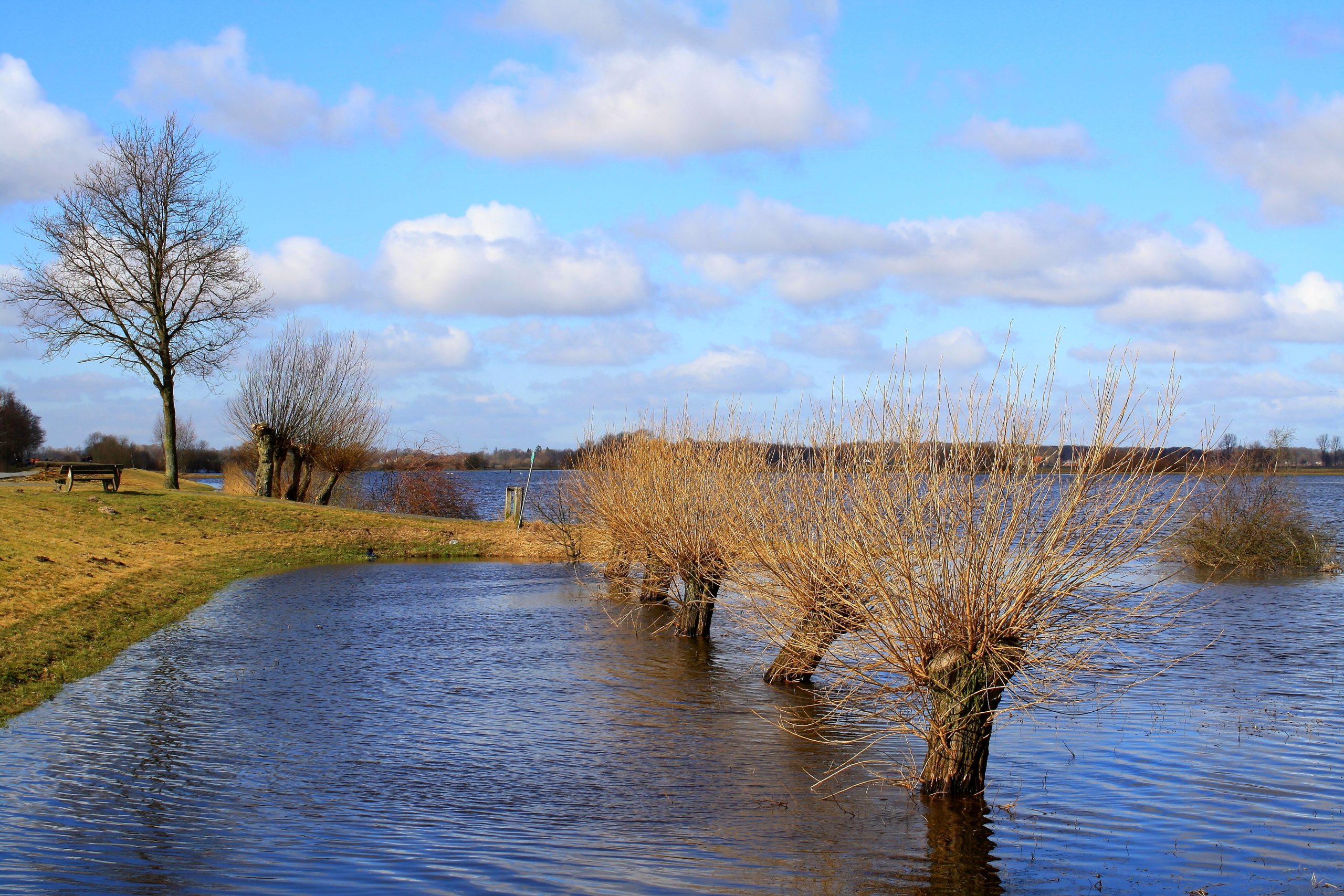 flood_fields_pasture_trees-scaled