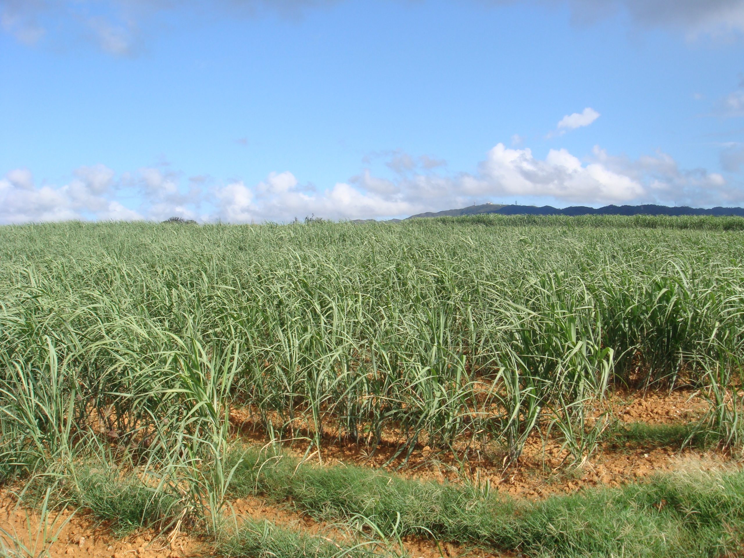 sugar_cane_fields_okinawa-scaled