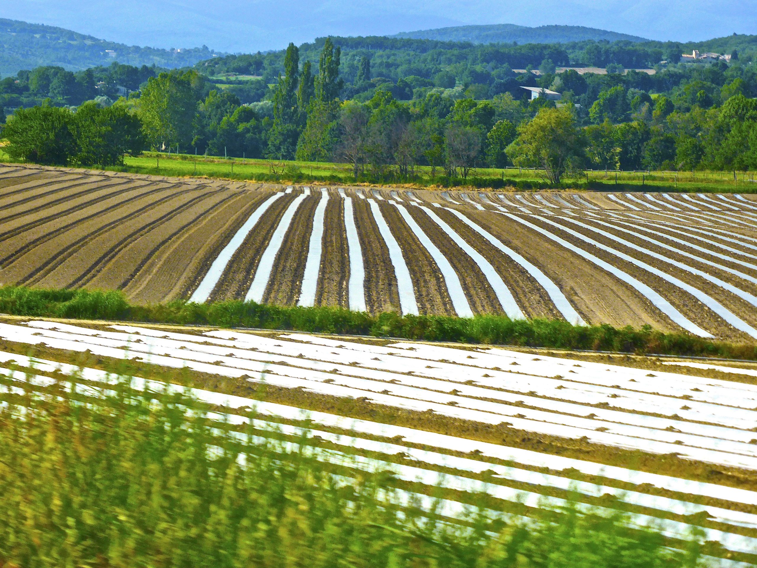 crop_rows_agriculture_field-scaled